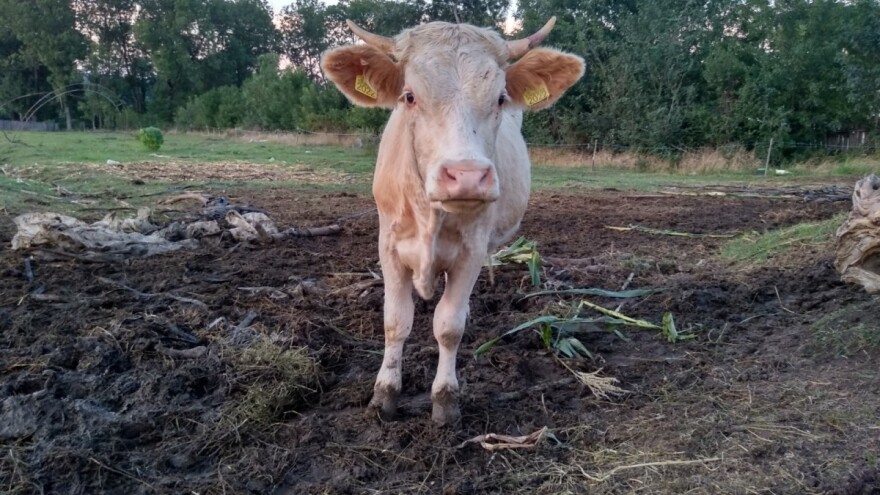 Otvoreno je savjetovanje o izmjenama i dopunama Zakona o veterinarstvu