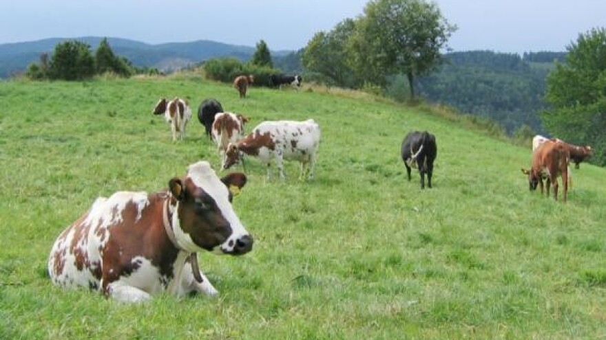 Mlijeko, sir i maslac jeftiniji do 30 posto