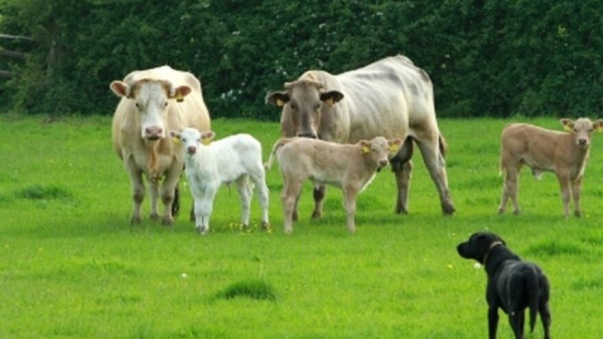 Stočari nezadovoljni raspodelom državne zemlje