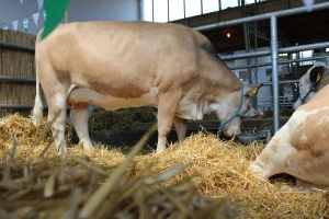 Mastitis: Koja preventiva se preporučuje i kako je to EU rešila