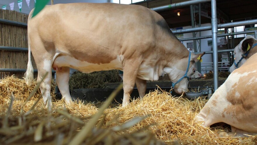 Mastitis: Koja preventiva se preporučuje i kako je to EU rešila