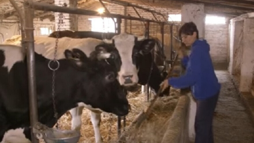 Mleko ekstra kvaliteta stiže iz sela Nikolinci