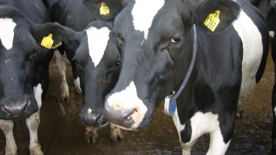 Obrada papaka kod krava