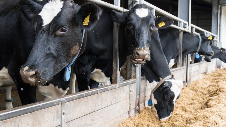 Al Dahra jedina podnela prijavu za PKB