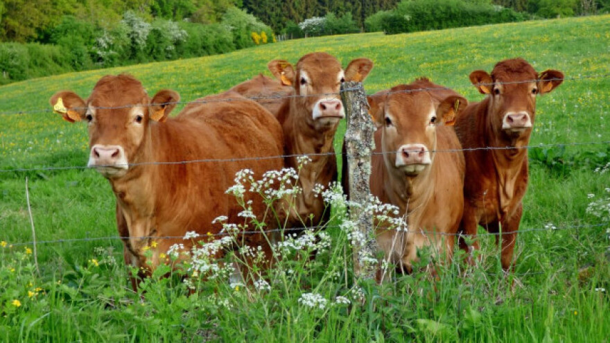 Stočni kelj - vesnik prolećne ishrane goveda