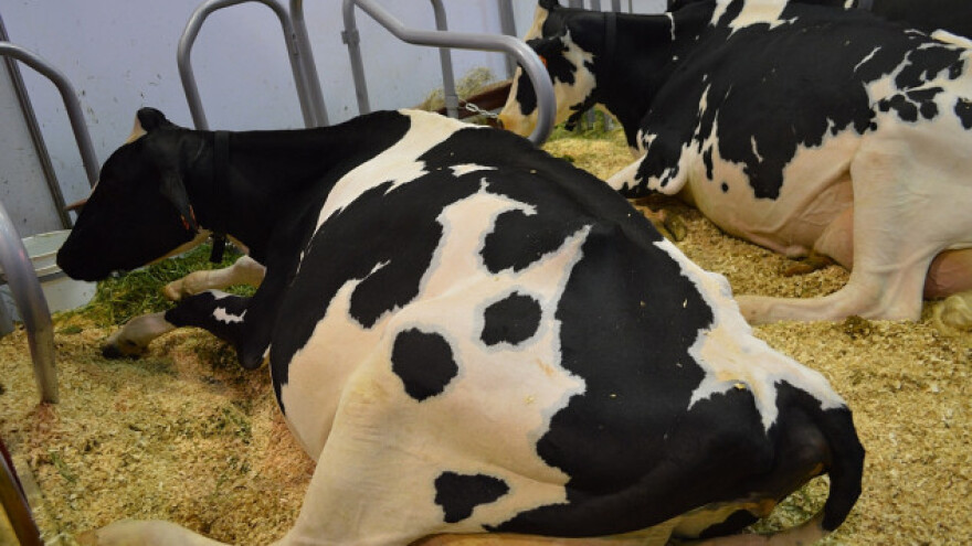 71. Sajam muznih krava u Kremoni