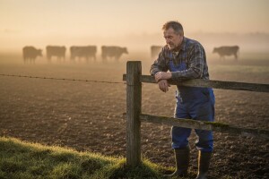 Krave se za dnevne troškove kolju