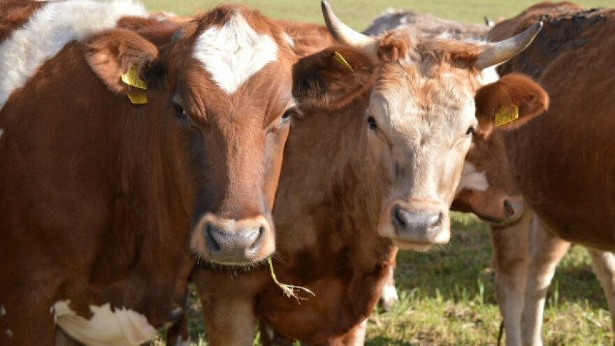 I najbolji trpe zbog krize u mlekarstvu!