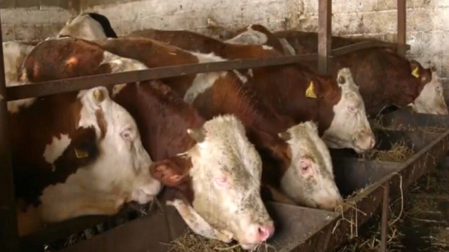 Zbog problema u mlekarstvu prodao krave