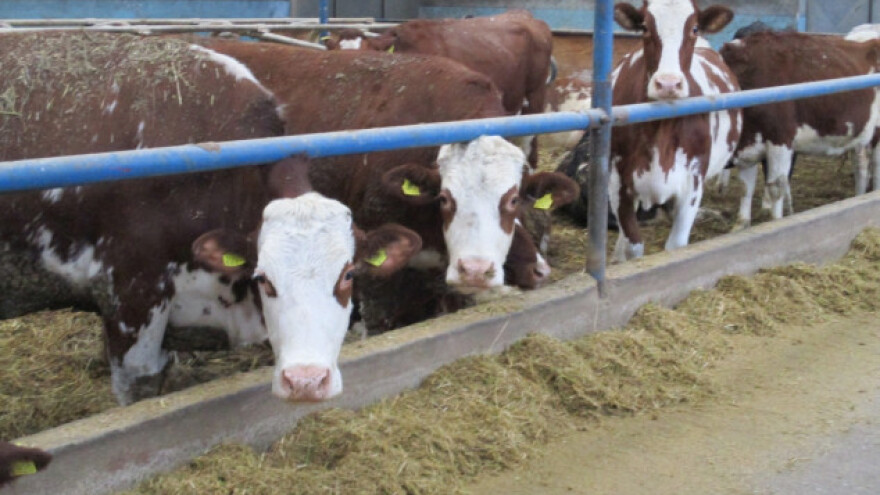 Problemi velikih proizvođača mleka