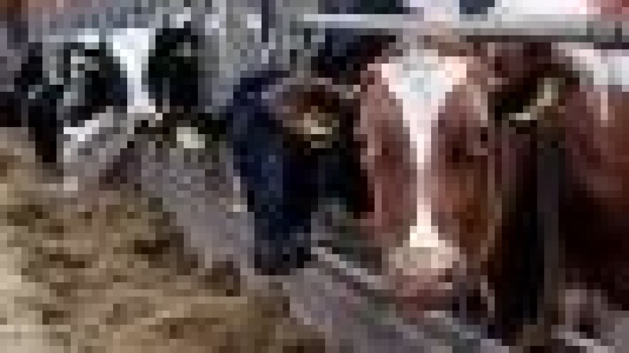 Nezadovoljstvo seljaka -  blokirat će mljekare