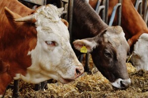 Značaj minerala i vitamina u pravilnoj hranidbi goveda