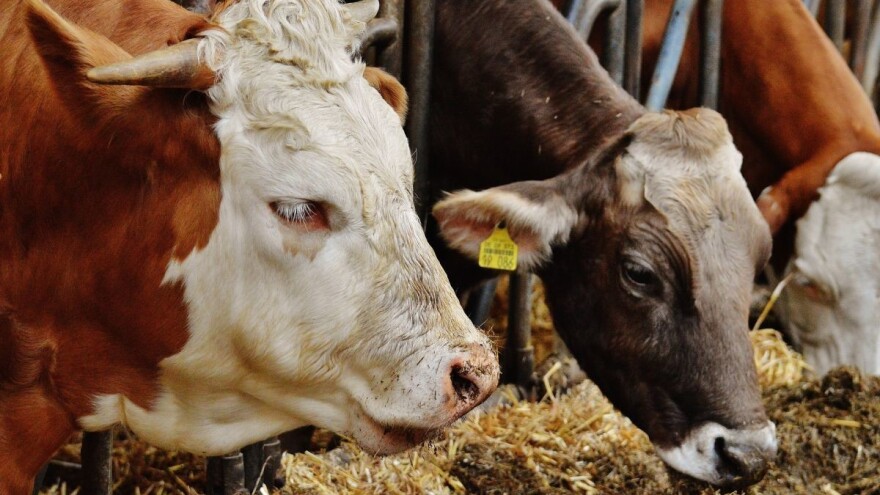 Značaj minerala i vitamina u pravilnoj hranidbi goveda