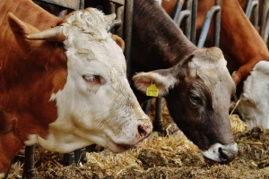 Značaj minerala i vitamina u pravilnoj ishrani goveda