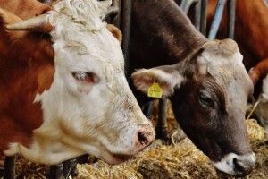 Značaj minerala i vitamina u pravilnoj ishrani goveda