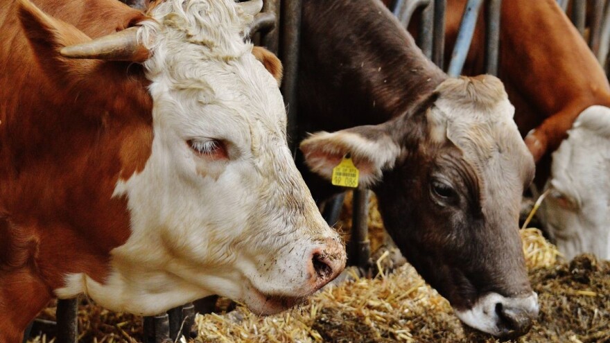 Značaj minerala i vitamina u pravilnoj ishrani goveda