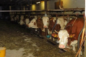 Zašto su belančevine značajne za pravilnu ishranu goveda?