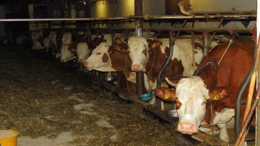 Zašto su bjelančevine značajne za pravilnu ishranu goveda?