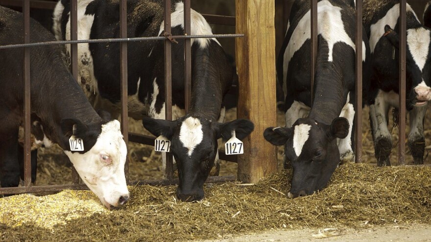 Kako hraniti krave u zimskom periodu?