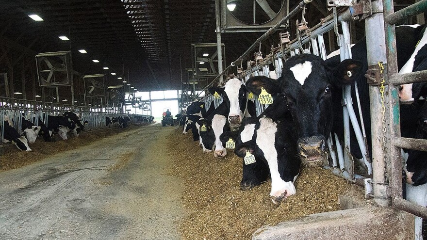 Kako sastaviti izbalansiran obrok za krave?