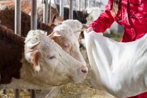 Farma krava omogućila proizvodnju struje