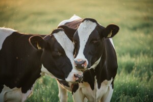 Krave su pod stresom kada ih razdvoje od najbolje prijateljice?