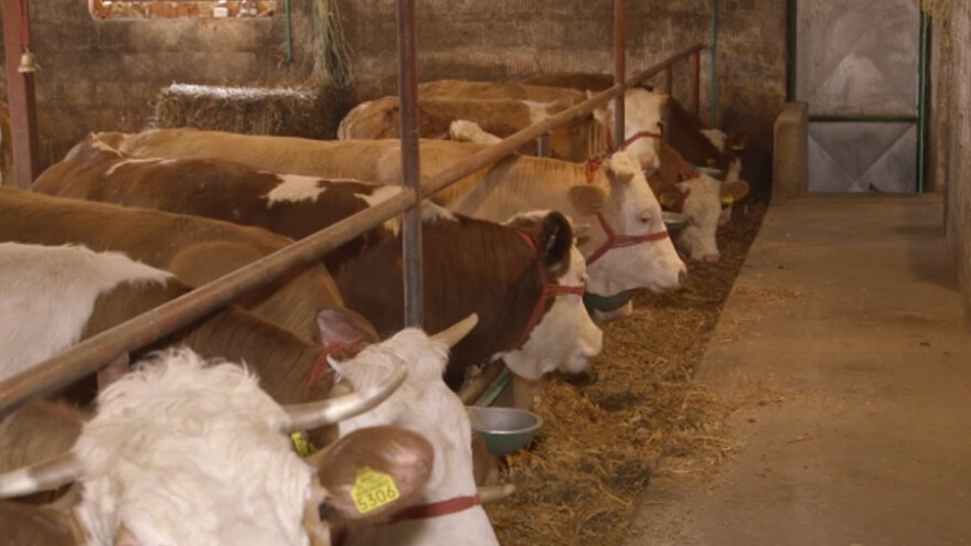 Simentalska rasa za tov i mleko