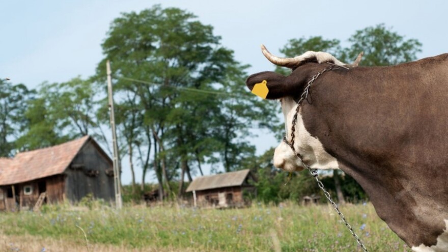 Dosta je dampinga sireva na naše tržište!