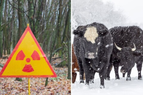 Preživljavanje u Černobilju