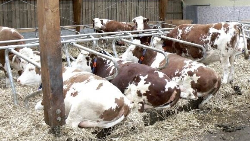 Na čiji račun pojeftiniti mlijeko?