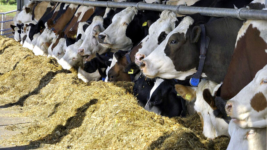 Sirovi rezanci šećerne repe odlični u ishrani krava