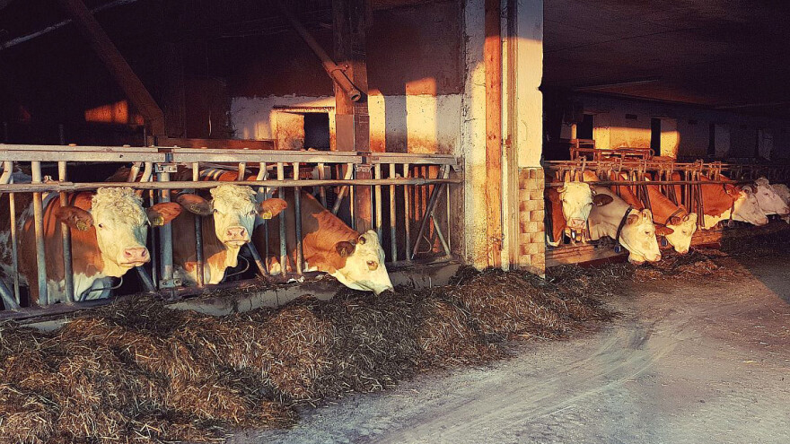 Uz posvećenost i trud do uspeha u mlečnom govedarstvu