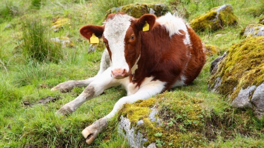 Komšiji ustrijelio dvije junice