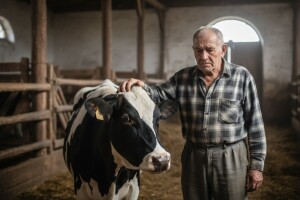 Krave umjesto da daju mlijeko, idu u klaonicu