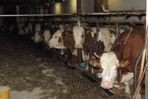 Urea 20% u ishrani goveda -  izvor dušika za podmirenje potreba u bjelančevinama