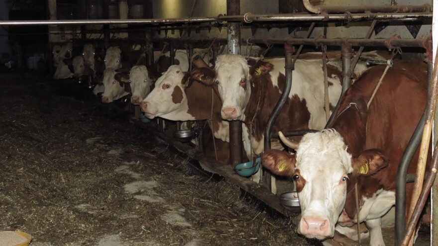 Urea 20% u ishrani goveda -  izvor dušika za podmirenje potreba u bjelančevinama