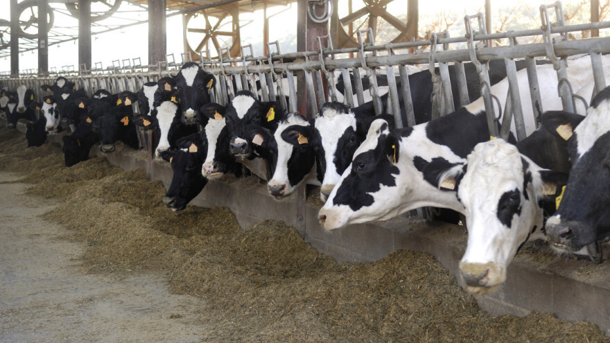 Što donosi Nacrt prijedloga Programa razvoja sektora mljekarstva?