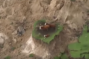 Zarobljene na otoku krave preživjele razoran potres