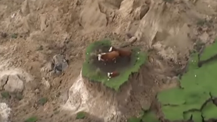 Zarobljene na otoku krave preživjele razoran potres