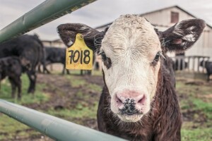 Kina će klonirati cijele farme krava i konja