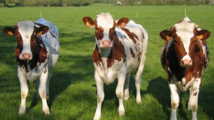 Mljekarima po 15.000 eura jednokratne pomoći