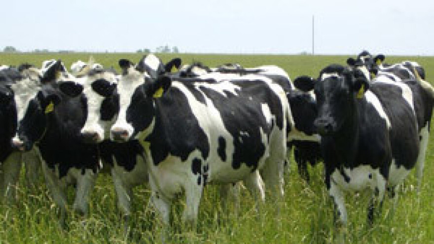 Proizvođačica mlijeka slala pismo Milanoviću: Dali ste otkaz selu!