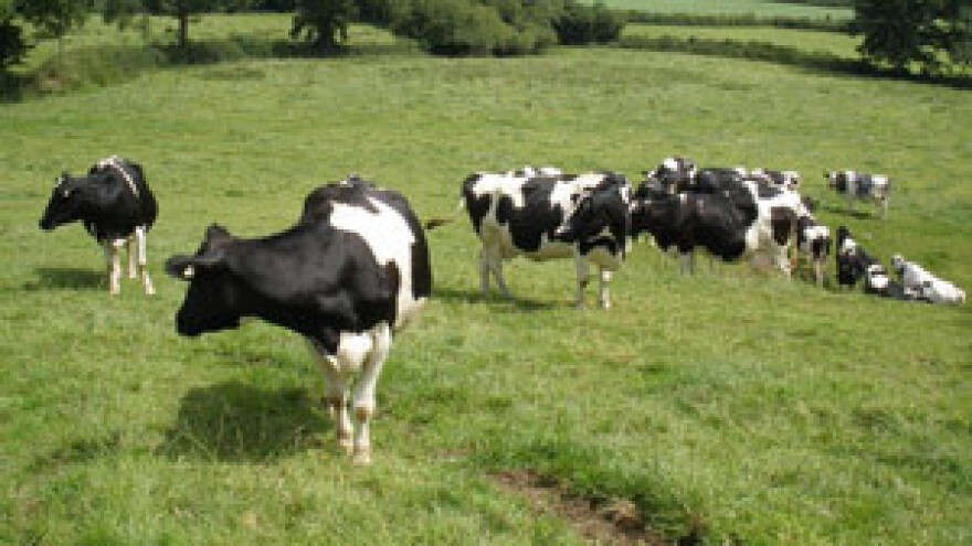 Mljekarstvo ima perspektivu - tvrdi poljoprivrednik iz Babine Grede