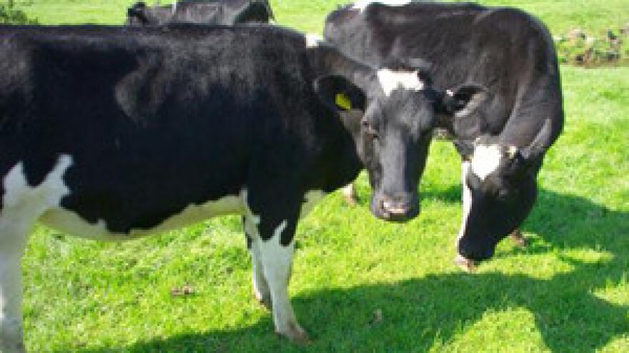 Manje krava, krmača i koza