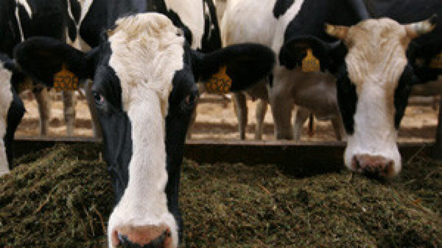 Mljekarima poticaji u iduća 2 tjedna