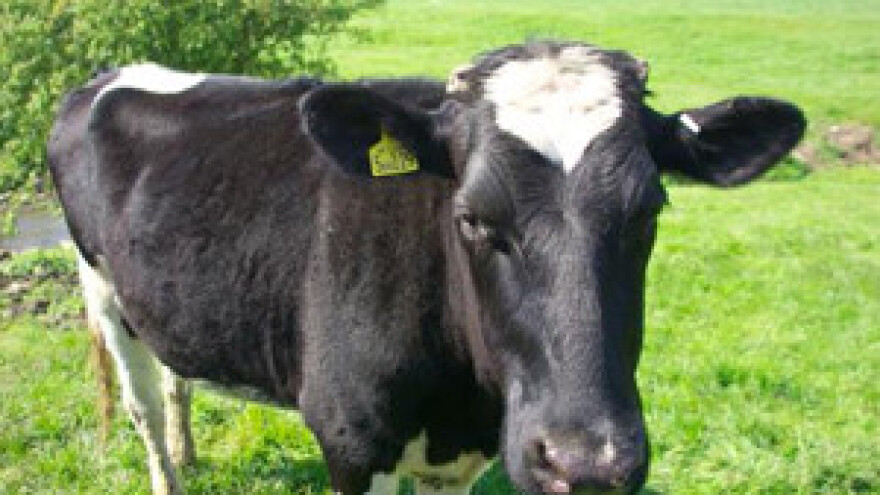 Zaražena brojna goveda u Gornjem Varošu