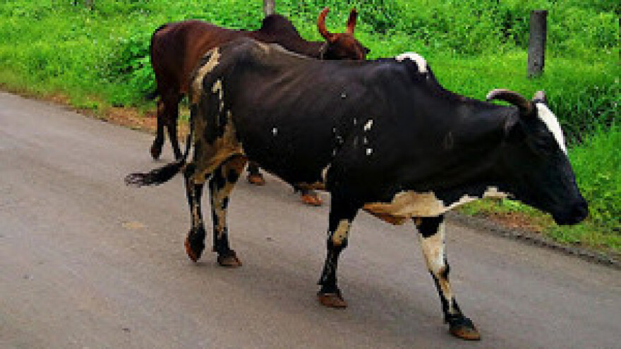 Brlošić: Stočari će istjerati stoku na ulice