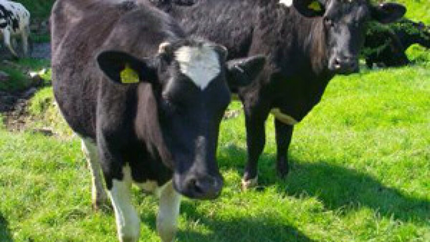 Pokrenuta pravna bitka za višu cijenu mlijeka