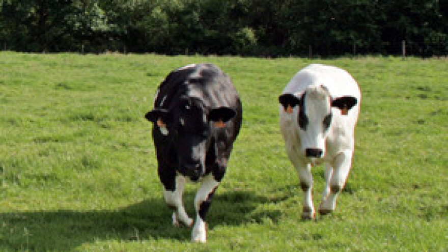 Stočari mogu zakupiti zemljište u Sinjskom polju