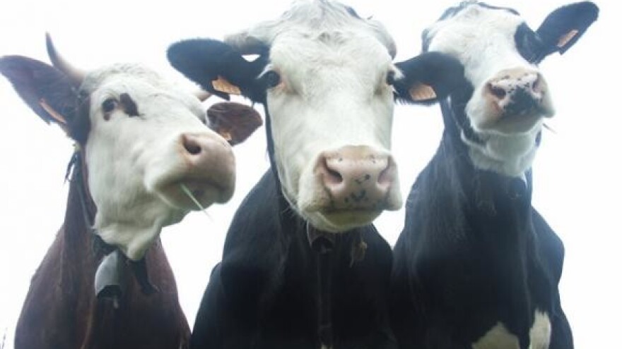 Krave u velikim štalama daju više mlijeka